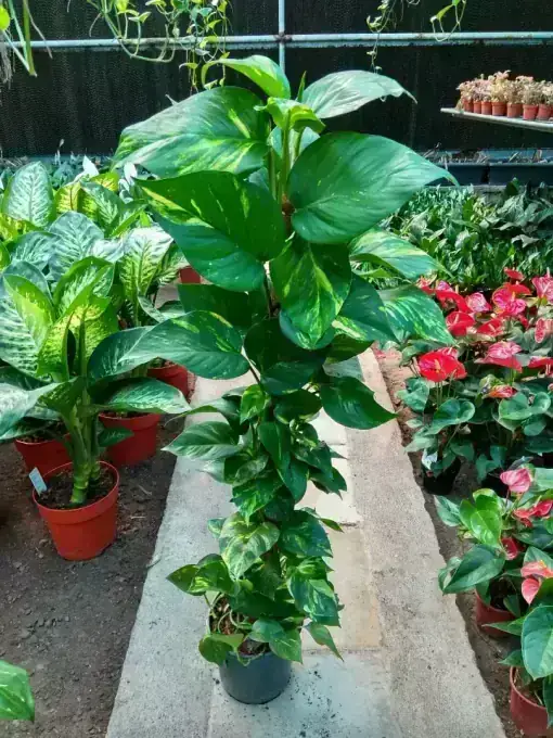 Money Plant on Moss Pole (100cm)